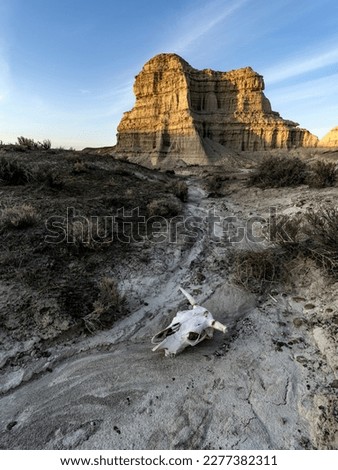 Harsh desert with a skull in a dried creek 