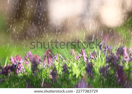 spring wild flowers rain drops abstract background Royalty-Free Stock Photo #2277383729