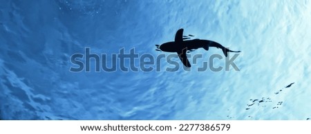 shark view from the depth silhouette, shadow, underwater photo, fear predator phobia