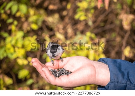 A willow tit sits on hand and eats seeds. Hungry bird willow tit eating seeds from a hand in winter or autumn. Caring for animals in winter or autumn.
