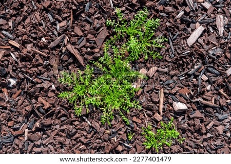 Weeds on mulch for backgrounds and concepts