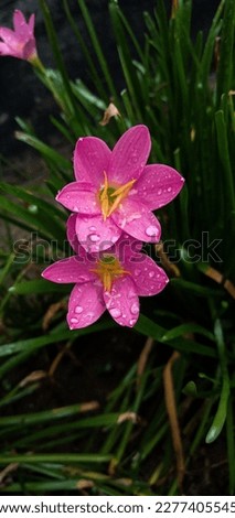 a stunning of pink Rain Lilies 