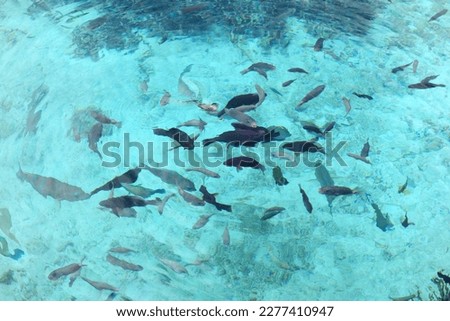 Natural aquarium, between Tadine and Cengéïté, in the south of Maré Island (Nengone), New Caledonia. Royalty-Free Stock Photo #2277410947