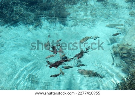 Natural aquarium, between Tadine and Cengéïté, in the south of Maré Island (Nengone), New Caledonia. Royalty-Free Stock Photo #2277410955