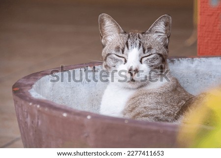 A cute cat is chilling and sleeping in the tub