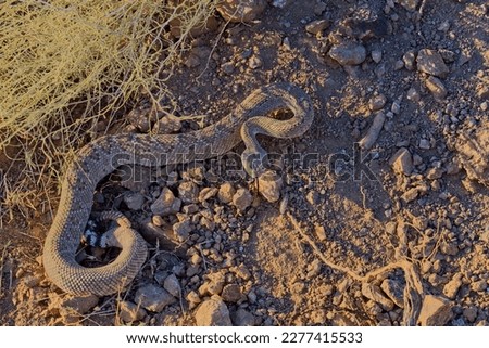 Western Diamondback Rattlesnake, Crotalus atrox, Arizona.
