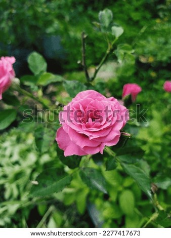 Close-up photo of pink rose, great for backgrounds