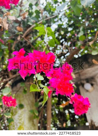 Gate flowers photo. Image of garden. Capture this picture in morning. 