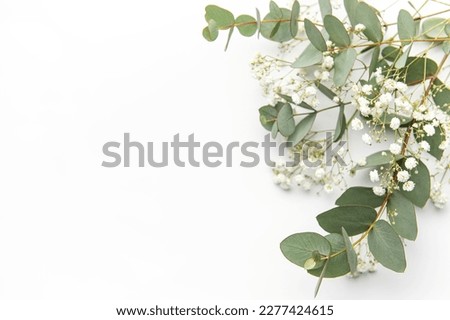 Baby's breath Gypsophila flowers, fresh green eucalyptus leaves on  white background. Empty space. Top view.  Royalty-Free Stock Photo #2277424615