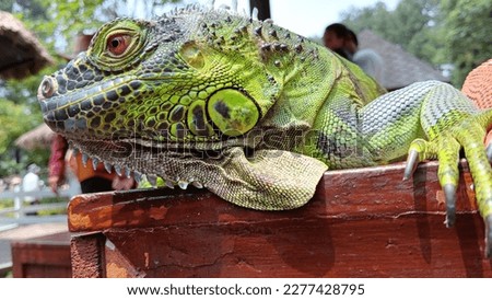 Iguanas are large lizards that can range from 1.2 to 2.0 m (4 to 6.5 ft) in length,

This photo is perfect for animal lovers to use as a backdrop, as well as for business purpose advertisements, publi