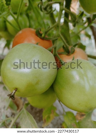 Pic of tomato in my gardem
