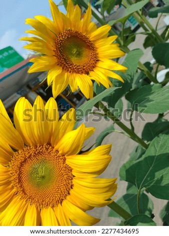 A beautiful picture of sunflower in sunny day 