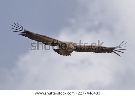 floating in the air Gyps fulvus Royalty-Free Stock Photo #2277446483