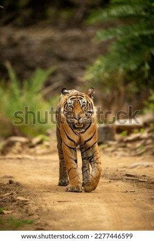 wild bengal male tiger or panthera tigris head on in natural green scenic background looking at camera in post monsoon season morning safari at ranthambore national park forest reserve rajasthan india