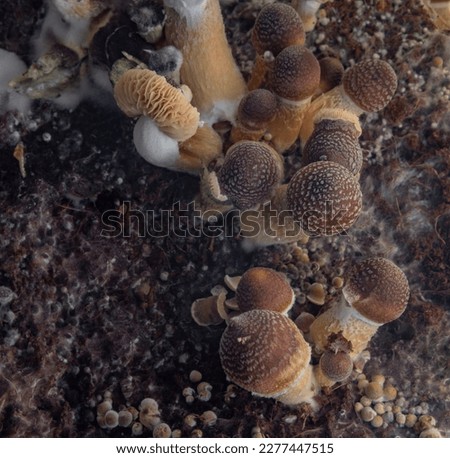 Mexican healthy psilocybe mushrooms in wet plastic box on hot board