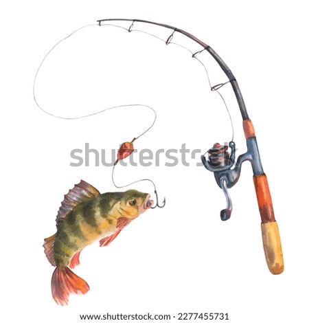 Watercolor illustration of a perch caught with a fishing rod on a hook. Cut out clip art element for design, postcards, stickers, scrapbooking, poster