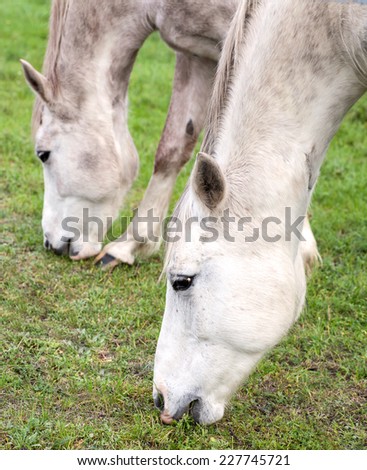 Close up picture of horses grazing on grass.