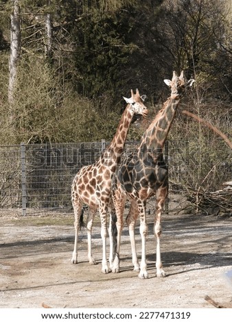 closeup of an impressive giraffe