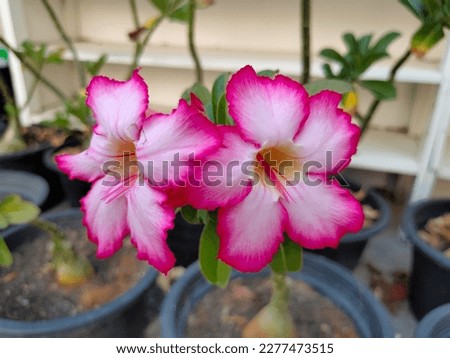 Adenium, close-up view of beautiful blooming flower with whitish-pink petals and pollen, Green leaves, Planted in a black pot on white background and the concept of planting flowers in the garden.