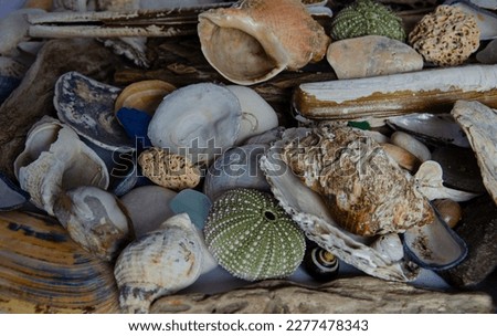 A variety of shells and stones washed up by the tide in Seapark County Down Northern Ireland