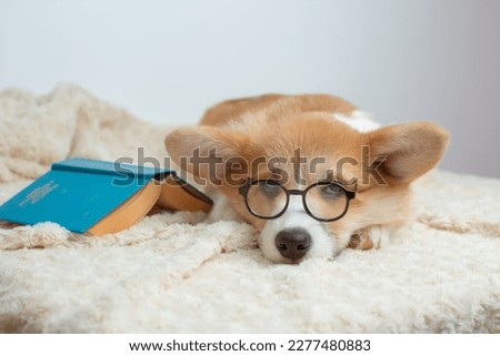 a Welsh corgi puppy with glasses and a book is tired sleeping