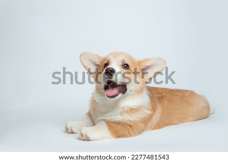 A happy Pembroke Welsh Corgi puppy looks at the camera. isolated on a white background Royalty-Free Stock Photo #2277481543