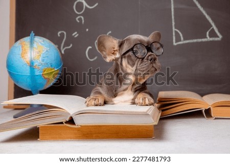 a French bulldog puppy on the background of a blackboard with glasses and books