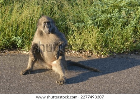 Female baboon watching vehicles passing by.