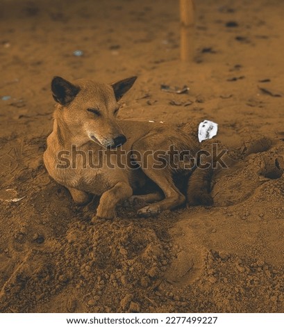 A resting Dog.Edited picture ,ready to use        Location: Rangamati, Chittagong, Bangladesh.      Capture Date:03. 03 .2023 