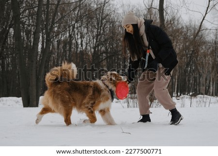 Active energetic playful Australian Shepherd with girl owner having fun outside and playing with flying saucer. Young brunette woman walks in snowy winter park with dog and plays with red disc toy.