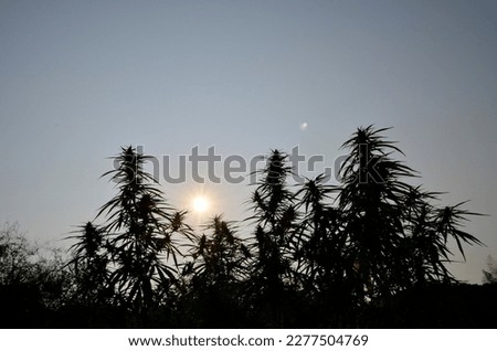 Cannabis bud flower photo silhouette photo with sunrise
