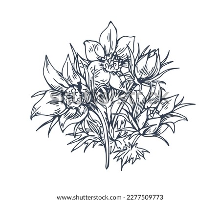 Pasque flower drawn in vintage style. Pasqueflower, blossomed blooming floral plant. Outlined contoured Pulsatilla vulgaris. Retro botanical engraved vector illustration isolated on white background