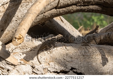 two Lizard resting in the sun on a bare tree trunk in West Africa