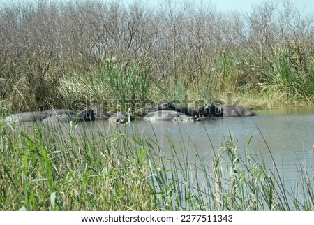 Sleeping Hippos in the Water