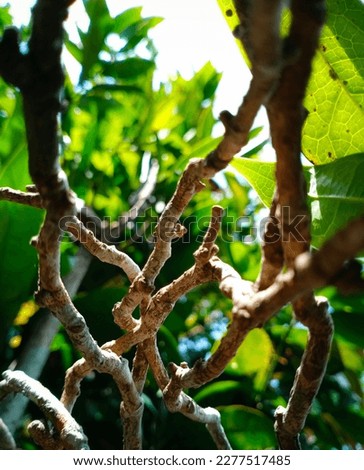 Closeup photo of tree branches
