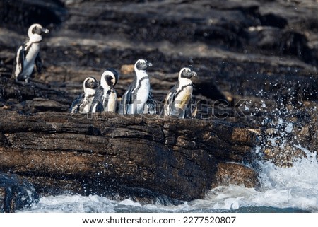 African penguins, Spheniscus demersus, on Halifax Island close to Luderitz town in Namibia