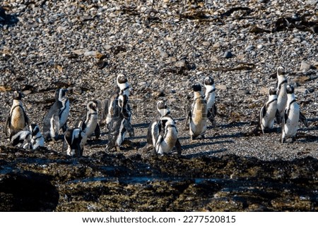 African penguins, Spheniscus demersus, on Halifax Island close to Luderitz town in Namibia