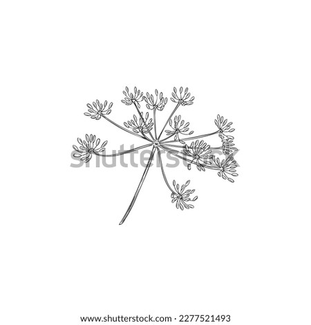 Inflorescences of dill plant outline black and white, sketch hand drawn vector illustration isolated on white background. Dill herb icon for food spices. Royalty-Free Stock Photo #2277521493