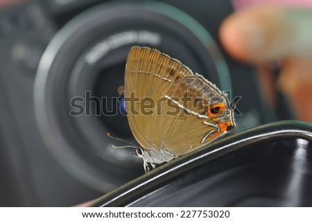 Small butterflies in the camera, and the photographer's background
