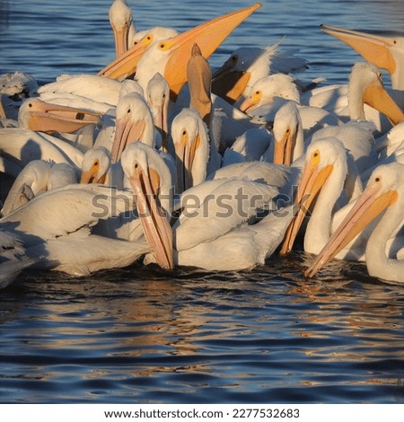 White Pelicans at Donnelley WMA Green Pond SC