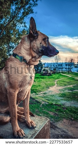 "mechelse herder" - Dog breed. Cool and gentle.  Royalty-Free Stock Photo #2277533657
