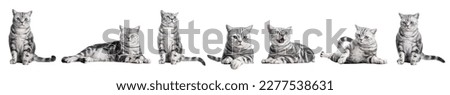 Cute cat collection isolated on white background.. British shorthair silver tabby kitten breed, purebred Royalty-Free Stock Photo #2277538631