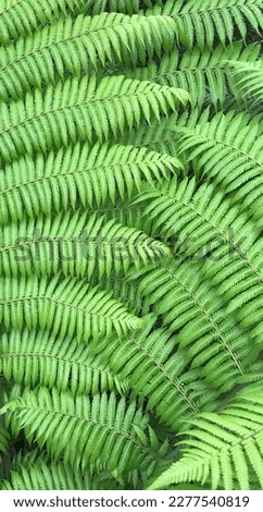 Closeup green fern in New Zealand