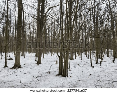 Winter forest. Winter landscape with trees. Snow in the forest