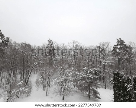 Winter forest. Winter landscape with trees. Snow in the forest