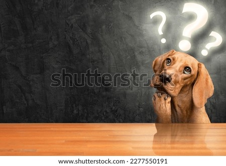 Dog thinking with question mark lights above its head. Background with space for text. Royalty-Free Stock Photo #2277550191