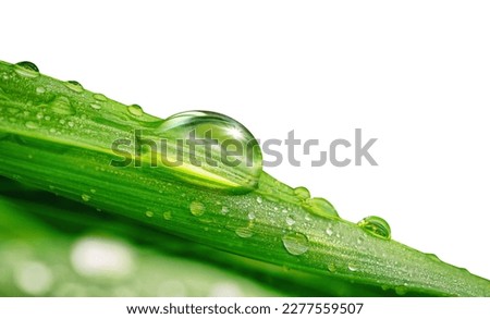 Beautiful transparent natural dew drops or rain on fresh grass leaf isolated on white background. Close-up macro detail. Royalty-Free Stock Photo #2277559507