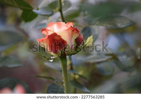 Rose, a beautiful rose rainy season,rose picture