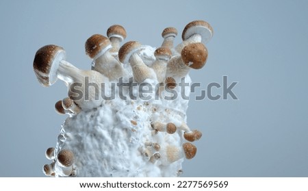 Mycelium block of psychedelic psilocybin mushrooms Thai. Micro growing of psilocybe cubensis on grey background. Macro view; close-up. Micro