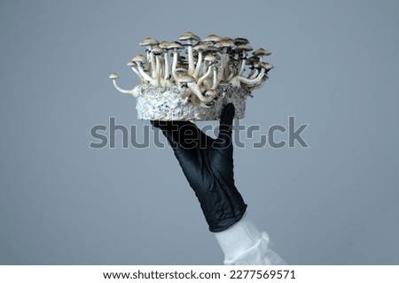 Mycelium block of Psilocybe Cubensis magic mushrooms in a hand on grey background.